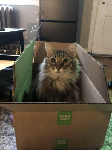 University of Virginia William Plautz, MD, Surgery Resident's Cat Sasha in a box